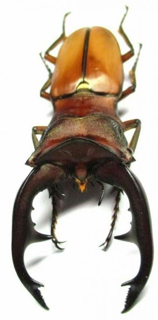 004 Pa : Lucanidae: Cyclommatus Alagari Male 60.  5mm