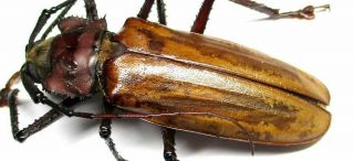 G002 El : Cerambycidae: Prioninae: Remphan Hopei Male 73.  5mm