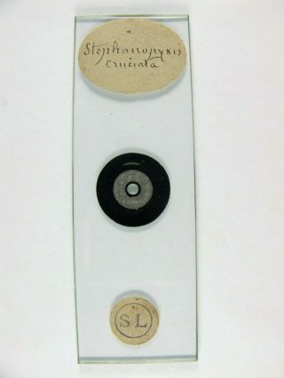 Antique Microscope Slide By J.  C.  Tempere.  Diatoms.  Stephanopyxis Cruciata.