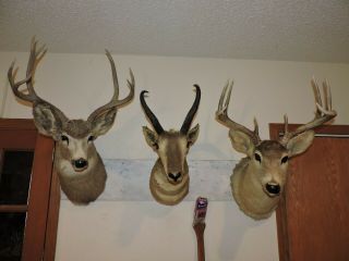Vtg Trio Whitetail Mule Deer Antelope Head Shoulder Mount Taxidermy Shed Antler
