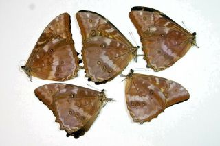 5 Morpho Telemacus In A1