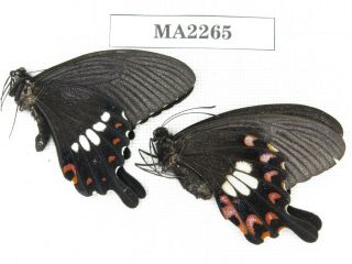 Butterfly.  Papilio Polytes Ssp.  China,  Yunnan,  Lijiang,  Yulong.  1p.  Ma2265.