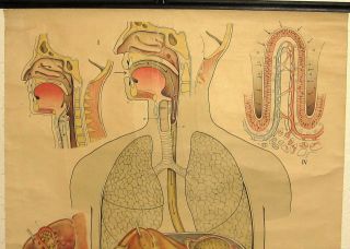 1940s Clay Adams Classroom Canvas Medical Chart Human Digestive Respiratory 2