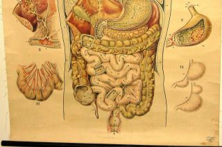 1940s Clay Adams Classroom Canvas Medical Chart Human Digestive Respiratory 3