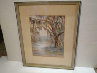 Antique Watercolor Water Oak By Maxwell Foster
