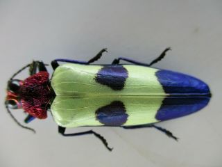 48648 Buprestidae,  Chrysochroa sp?.  Vietnam South 2