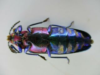 48648 Buprestidae,  Chrysochroa sp?.  Vietnam South 3