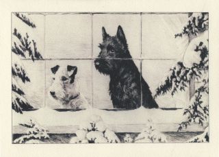 Scottish & Fox Terrier Dog 1920 