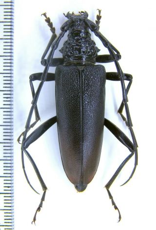 Cerambycidae Cerambyx (cerambyx) Cerdo Cerdo Se Ukraine Female Big Size