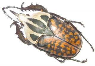 Cetoniinae Mecynorrhina Oberthuri Decorata Male A1 64mm (tanzania)
