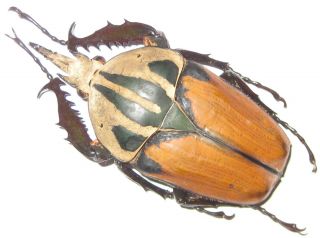 Cetoniinae Mecynorrhina Oberthuri Unicolor Male A1 66mm (tanzania)
