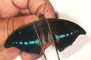 Nymphalidae Charaxes Porthos Dummeri From Uganda