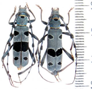 Cerambycidae.  Rosalia Alpina 2 Ex.