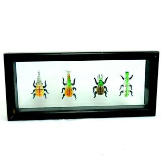 4 Vintage Hand Made Glass Beetles In Glass Display Case Very Unique Item