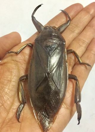 Extra Giant Water Bug Lethocerus Indicus Hemiptera Thai Maengda Insect Specimen