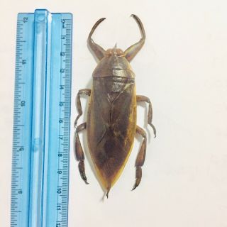 Extra Giant Water Bug Lethocerus indicus Hemiptera Thai maengda Insect Specimen 2