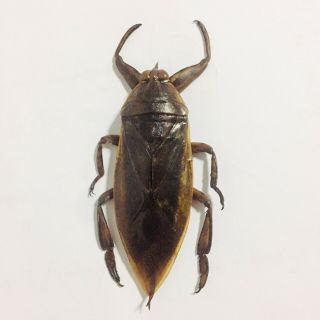 Extra Giant Water Bug Lethocerus indicus Hemiptera Thai maengda Insect Specimen 3