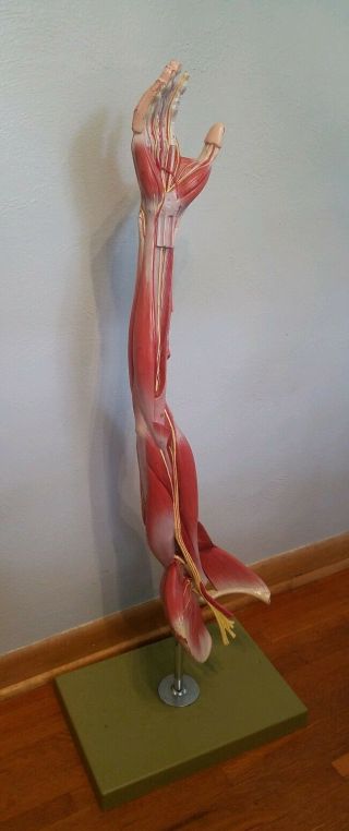 Vintage Somso Muscles Of The Arm With Shoulder Anatomical Model,  Stand