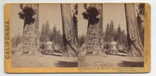 1866 Lawrence & Houseworth Stereoview Photo Of Big Tree House Calaveras Grove Ca