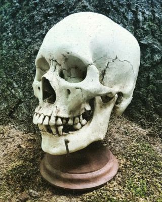 Walnut Human Skull Stand Display / Skull Not / Real Skeleton