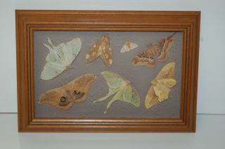 Vintage Framed Butterfly Moths 14 1/2 " X 10 "