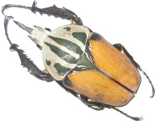 Cetoniinae Mecynorrhina Oberthuri Unicolor Male A1 - 67mm (tanzania) Xxl