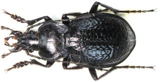 23.  Carabidae - Carabus (eurycarabus) Famini Ssp.  Itoensis.  Male