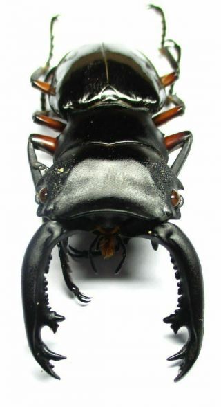 006 Pa : Lucanidae: Odontolabis Imperialis Komorii Male 60mm