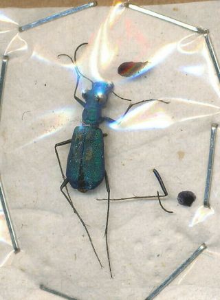A Rare Neochila Congoana Cicindelidae From Zambia