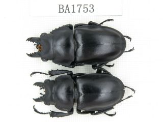 Beetle.  Neolucanus Sp.  China,  Guizhou,  Mt.  Miaoling.  2m.  Ba1753.
