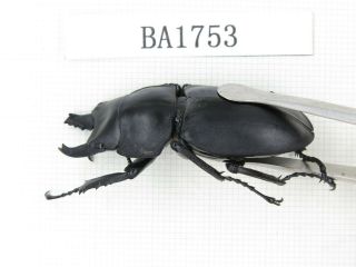 Beetle.  Neolucanus sp.  China,  Guizhou,  Mt.  Miaoling.  2M.  BA1753. 3