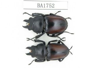 Beetle.  Neolucanus Sp.  China,  Guizhou,  Mt.  Miaoling.  2m.  Ba1752.