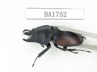 Beetle.  Neolucanus sp.  China,  Guizhou,  Mt.  Miaoling.  2M.  BA1752. 2