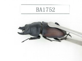 Beetle.  Neolucanus sp.  China,  Guizhou,  Mt.  Miaoling.  2M.  BA1752. 3