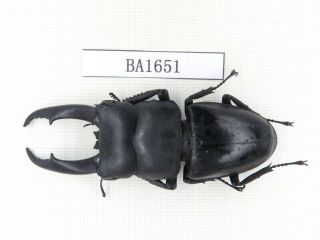 Beetle.  Dorcus Titanus Ssp.  China,  Guizhou,  Mt.  Leigongshan.  1m.  Ba1651.