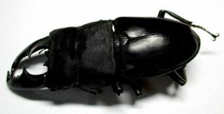 a002 NL : Lucanidae: Dorcus titanus imperialis male 90.  5mm A - VERY LARGE 2
