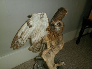 Vintage Taxidermy Owl Stuffed Bird Animal Hunting Handmade Wild Game