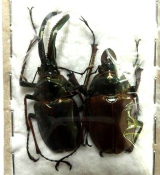 Beetles,  Insects,  (1890),  Lucanidae,  Chiasognatus Granti,  Pair