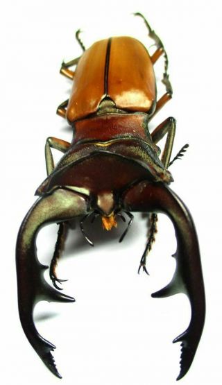 C002 Pa : Lucanidae: Cyclommatus Alagari Male 61mm