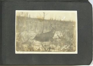 Photo Album W/49 B/w Photos Of Deer,  Deer Hunters,  Game Etc.  1910 - 20s Wisconsin