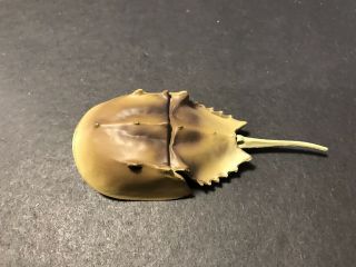 Rare Kaiyodo Epoch Japan Exclusive Horseshoe Crab Figure Model