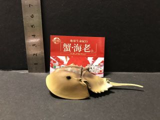 RARE Kaiyodo Epoch Japan Exclusive Horseshoe Crab Figure Model 3