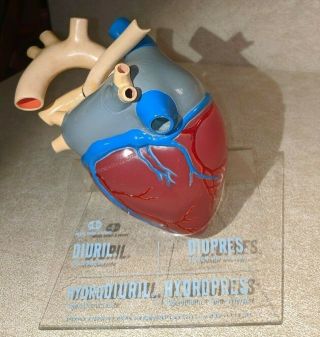 Vintage 1960s Merck Sharp And Dohm Anatomical Heart Model With Stand