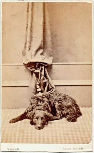Cdv Handsome Curly Coated Retriever Dog Alexander Wilson Leamington 1860s