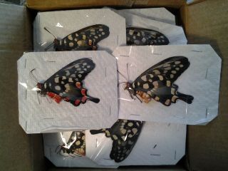 Papilio Antenor A1 Pair (m&f) King Swallowtails,  Unmounted Mad 