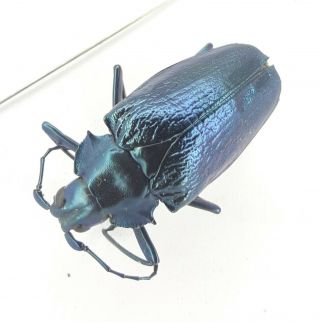 Coleoptera/cerambydae/prioninae Charmallaspis Pulcherrhimus Sp 35 From Peru