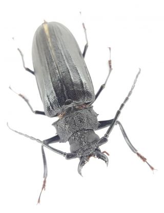 Coleoptera/cerambydae/prioninae Stictosomus Semicostatu From Peru