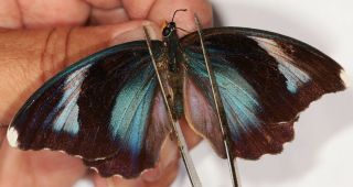 Nymphalidae Euphaedra Diffusa ? Pair From Uganda