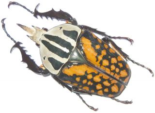 Cetoniinae Mecynorrhina Oberthuri Decorata Male A1 65mm (tanzania) Xxl
