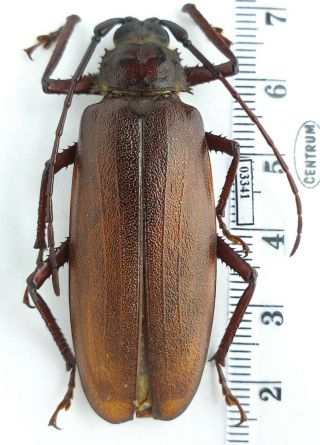 Cerambycidae Macrotoma Natala Rsa